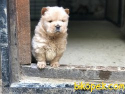 ChowChow ÇinAslanı 3