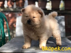 ChowChow ÇinAslanı 1