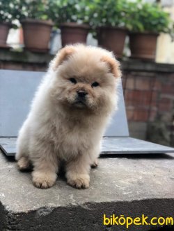 ChowChow ÇinAslanı 4
