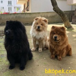 ChowChow ÇinAslanı 5