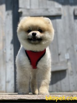 Chris Boo Pomeranian Mini Boy Secereli Eğitimli 4