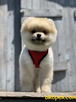 Chris Boo Pomeranian Mini Boy Secereli Eğitimli 5