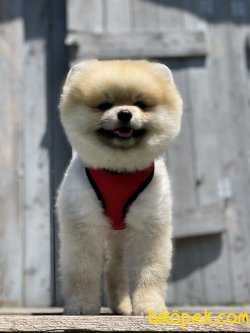 Chris Boo Pomeranian Mini Boy Secereli Eğitimli 3