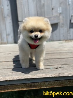 Chris Boo Pomeranian Mini Boy Secereli Eğitimli 1