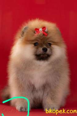 Cici Minnie 3