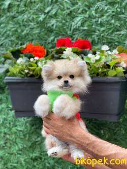 Cici Pomeranian 3