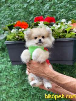 Cici Pomeranian 4