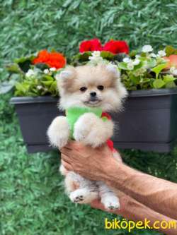 Cici Pomeranian 1