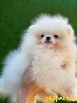 CİCİ POMERANİAN BOO 2