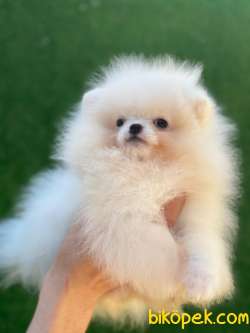 CİCİ POMERANİAN BOO 1