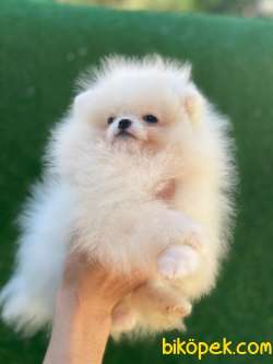 CİCİ POMERANİAN BOO 4