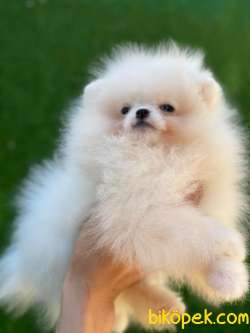 CİCİ POMERANİAN BOO 5