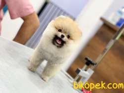CİCİ POMERANİAN BOO 1