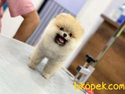 CİCİ POMERANİAN BOO 5