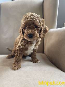 Çifliğimizden Toy Poodle Yavrularımız 3