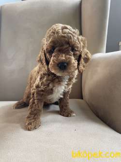 Çifliğimizden Toy Poodle Yavrularımız 1