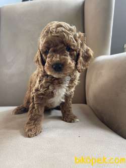 Çifliğimizden Toy Poodle Yavrularımız 2