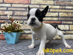 Çift Maskeli Safkan French Bulldog Yavrumuz Pierre 2