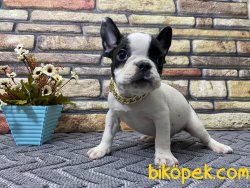 Çift Maskeli Safkan French Bulldog Yavrumuz Pierre 3