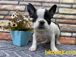 Çift Maskeli Safkan French Bulldog Yavrumuz Pierre 1