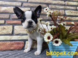 Çift Maskeli Safkan French Bulldog Yavrumuz Pierre 5