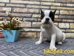 Çift Maskeli Safkan French Bulldog Yavrumuz Pierre 4