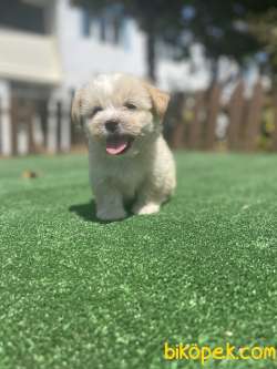 Cift Renk Maltipoo Bebeklerimiz 1