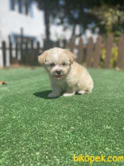 Cift Renk Maltipoo Bebeklerimiz 3