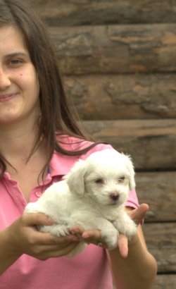 Çiftliğimizden Küçük Boy Maltese Yavruları 2