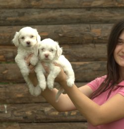 Çiftliğimizden Küçük Boy Maltese Yavruları 1