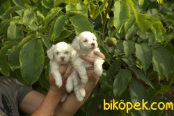 Çiftliğimizden Küçük Boy Maltese Yavruları 3