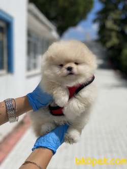 Ciftligimizden Pomeranian Boo Yavrularimiz 2
