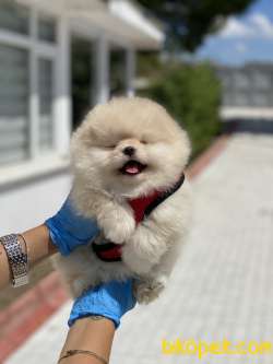 Ciftligimizden Pomeranian Boo Yavrularimiz 3