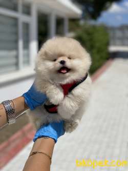 Ciftligimizden Pomeranian Boo Yavrularimiz 1