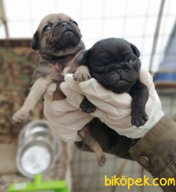Çiftliğimizden Pug Mops Yavruları 3