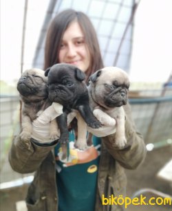 Çiftliğimizden Pug Mops Yavrularımız 3