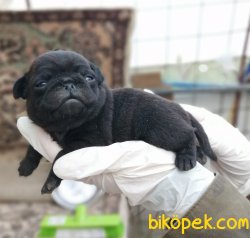 Çiftliğimizden Pug Mops Yavrularımız 2