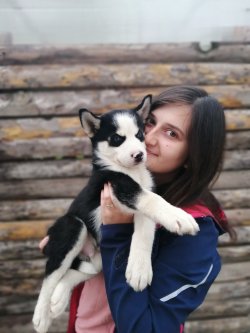 Çiftliğimizden Sibirya Kurdu Yavruları Husky 1