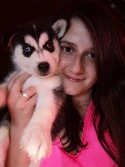 Çiftliğimizden Sibirya Kurdu Yavruları Husky 2