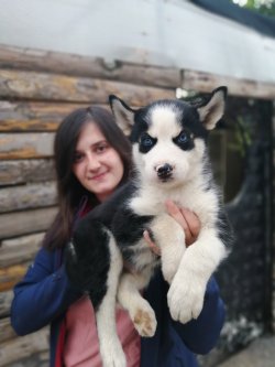 Çiftliğimizden Sibirya Kurdu Yavruları Husky 4
