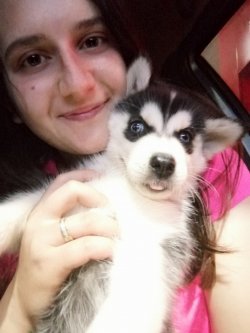 Çiftliğimizden Sibirya Kurdu Yavruları Husky 3