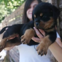 Çiftliğimizden Üst Kalite Rottweıler Yavruları 1