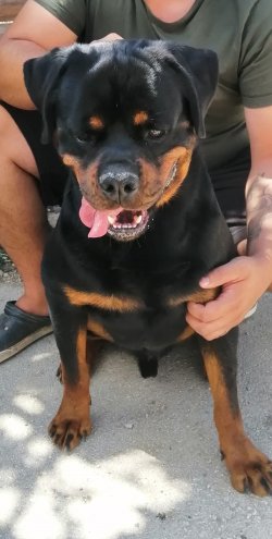 Çiftliğimizden Üst Kalite Rottweıler Yavruları 4