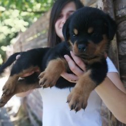 Çiftliğimizden Üst Kalite Rottweıler Yavruları 3