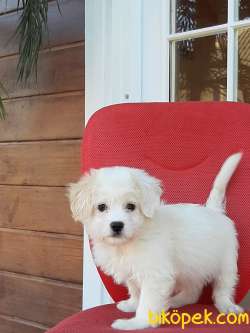 ÇİFTLİKTEN Maltipoo Yavruları Sağlık Ve İrk Garantili 3