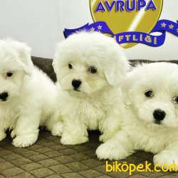 ÇİFTLİKTEN ORİJİNAL Maltes  YAVRULARI 3