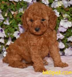 ÇİFTLİKTEN ORİJİNAL TOY POODLE YAVRULARI 4