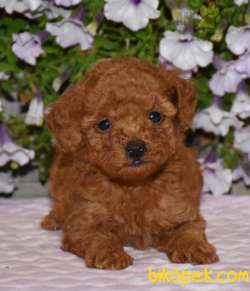 ÇİFTLİKTEN ORİJİNAL TOY POODLE YAVRULARI 1