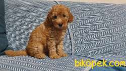 ÇİFTLİKTEN ORİJİNAL TOY POODLE YAVRULARI 1