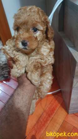ÇİFTLİKTEN ORİJİNAL TOY POODLE YAVRULARI 2